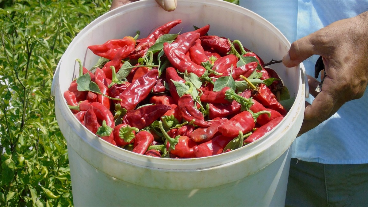 Türkiye'nin önemli sofralık kırmızı biber üretim merkezlerinden İslahiye'de üreticiler hasat...