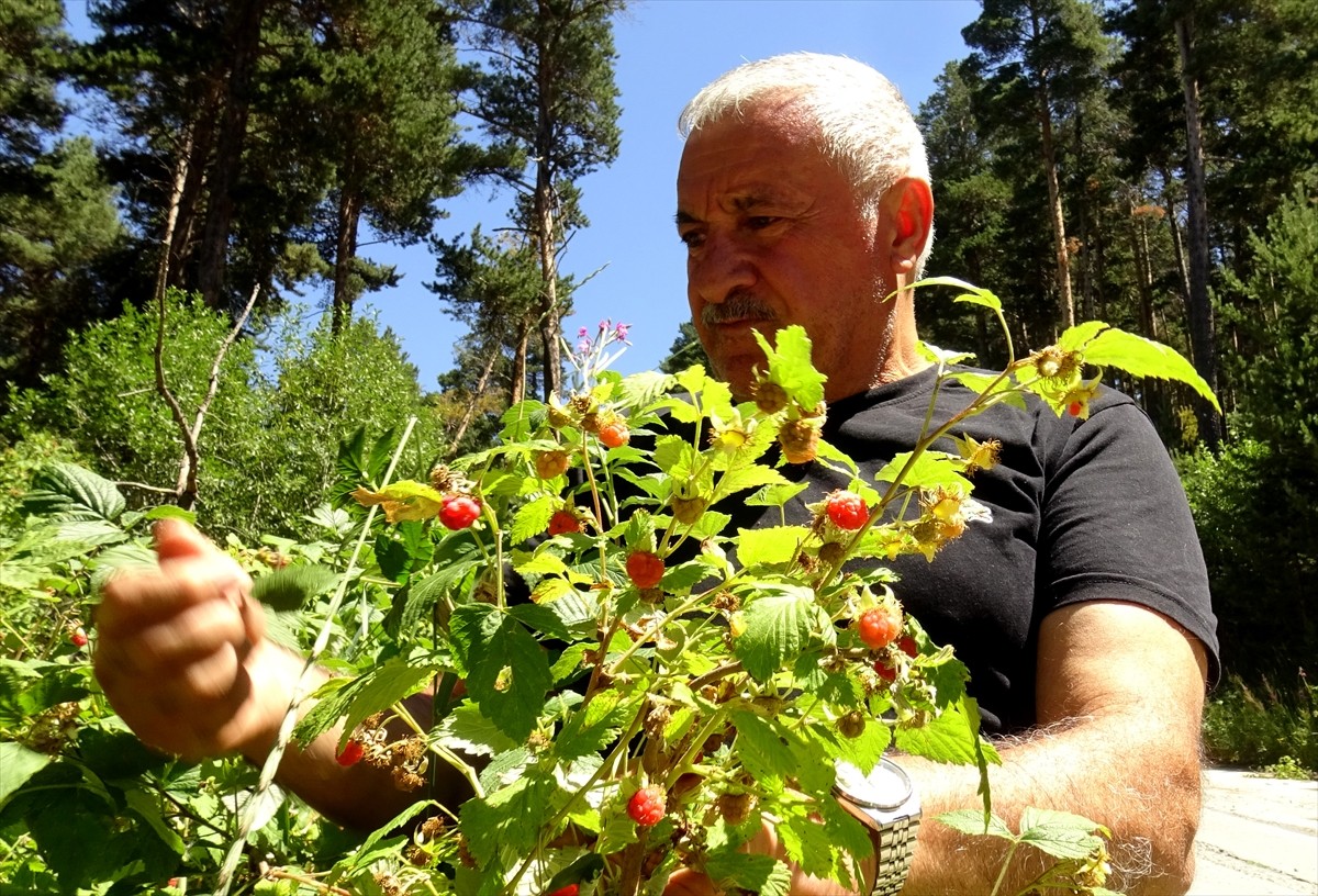 Türkiye'nin yüksek yerleşim yerlerinden olan Kars'ın Sarıkamış ilçesinde, doğal yetişen ve yöre...