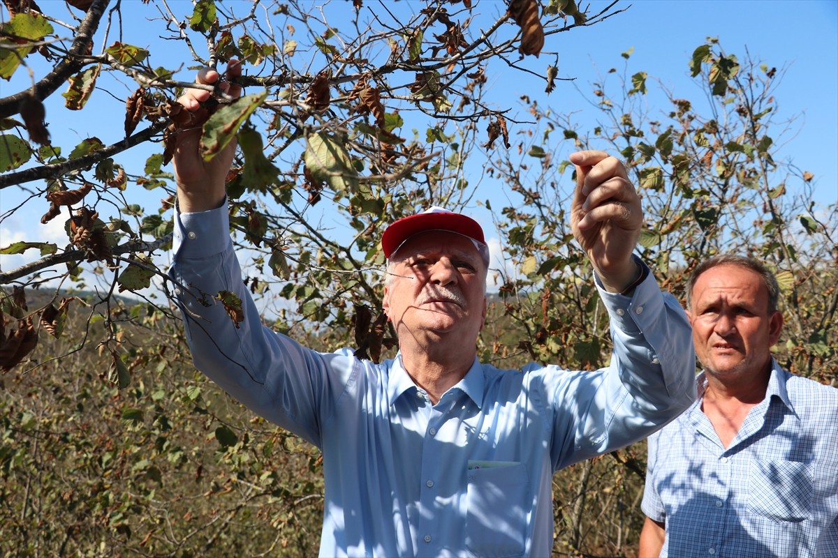 Türkiye Ziraat Odaları Birliği (TZOB) Genel Başkanı Şemsi Bayraktar, Sakarya'nın Karasu ilçesinde...