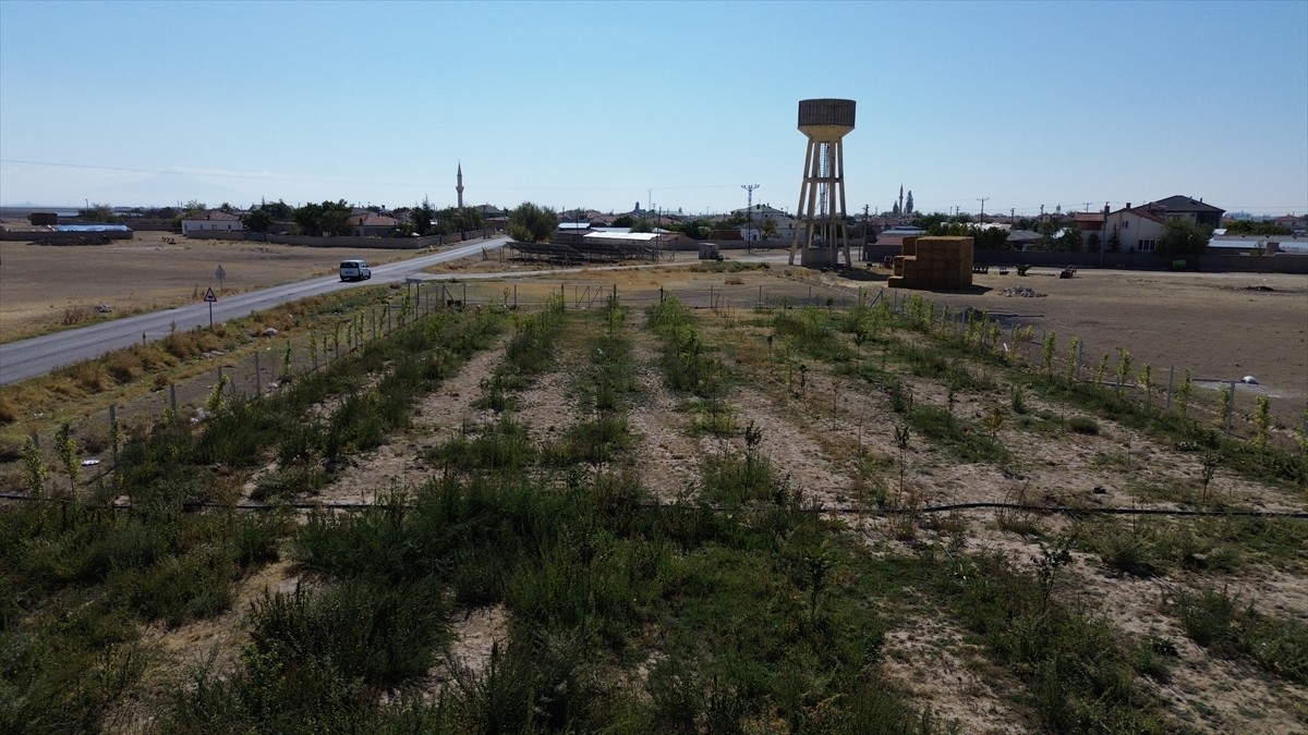 Aksaray'ın Sultanhanı ilçesinde geçen yıl köyün su deposundan boşa akan suyu değerlendirmek için...