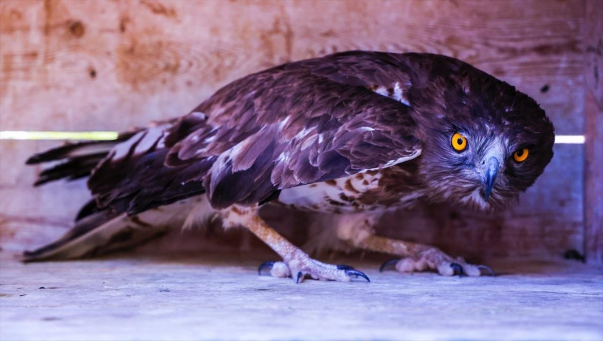 Antalya'da yaralı halde bulunan nesli tükenme tehlikesi altındaki yılan kartalı, Antalya...