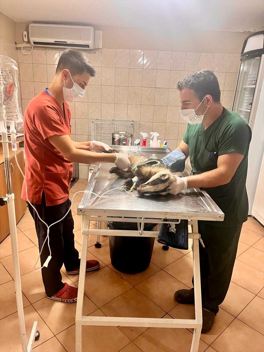 Antalya'nın Kemer ilçesindeki bir evin bahçesinde bulunan porsuk, Kemer Belediyesi Hayvan...