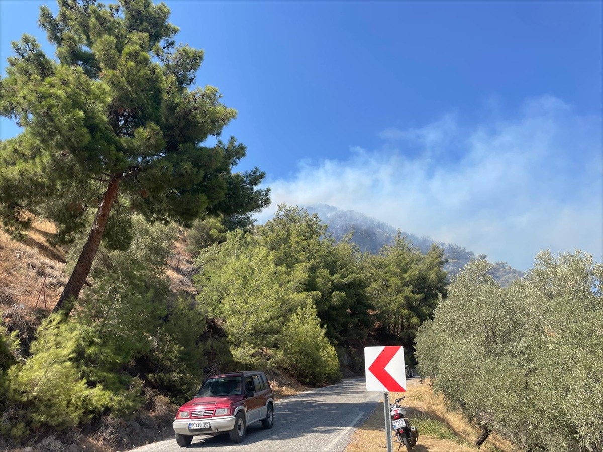 Aydın'ın Efeler ilçesinde zeytinlik alanda çıkan yangına havadan ve karadan müdahale...