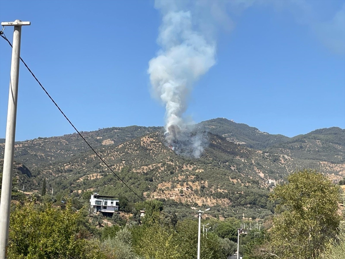 Aydın'ın Efeler ilçesinde zeytinlik alanda çıkan yangına havadan ve karadan müdahale...