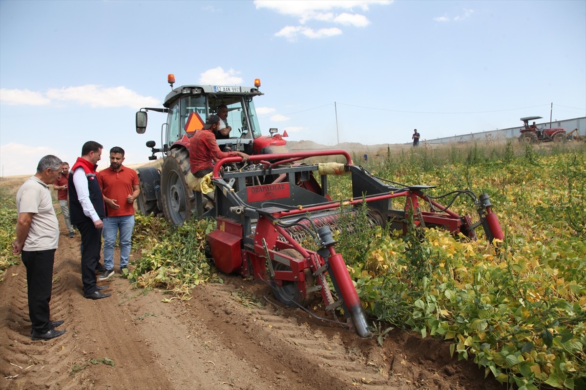 Bitlis'te yaklaşık 110 bin dekar alanda ekimi yapılan kuru fasulyenin hasadı başladı. Bitlis Tarım...