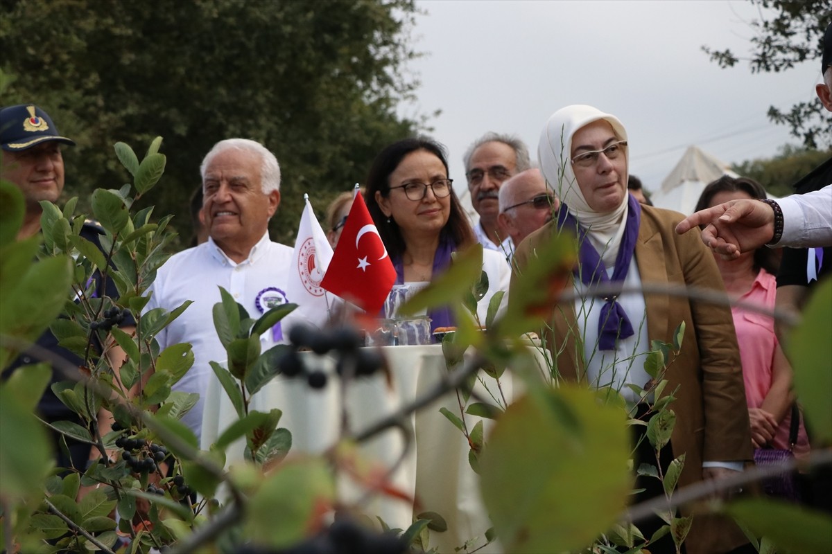 Bu yıl yaklaşık 250 ton rekolte beklenen Yalova'nın coğrafi işaretli ürünü aronyada hasat dönemi...