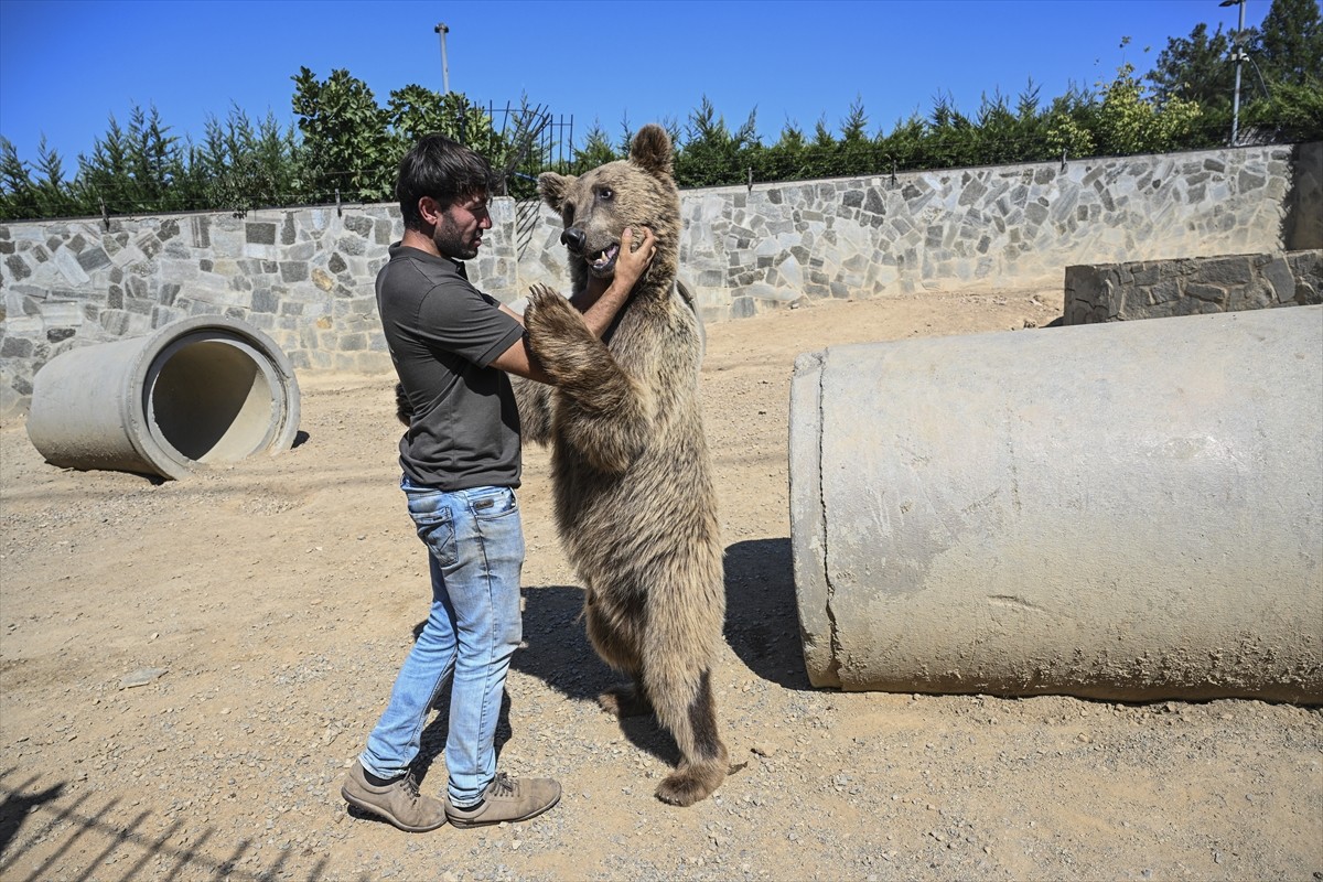 Çekmeköy Hayvan Rehabilitasyon Merkezinde Okan ismi verilen 3 yaşındaki ayının, İstanbul...