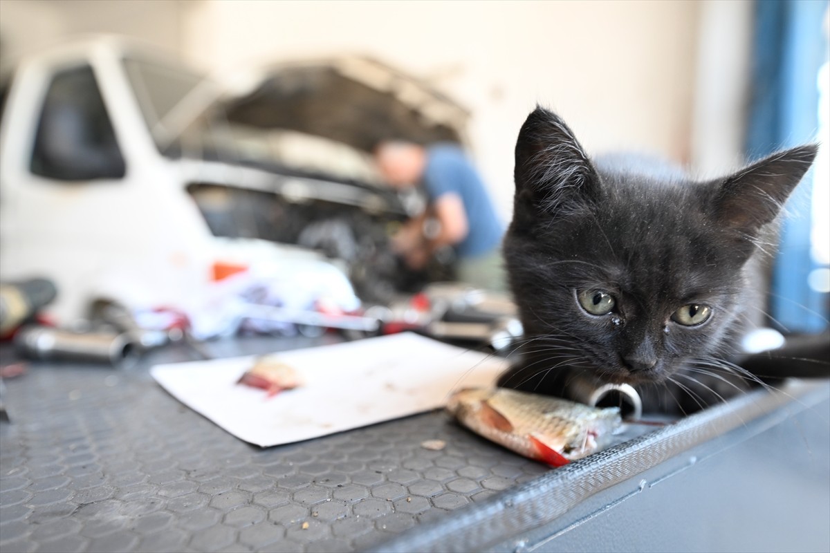 Düzce'de tamir için getirilen otomobilin motor kısmından çıkarılan kedi yavrusunun yeni yuvası...
