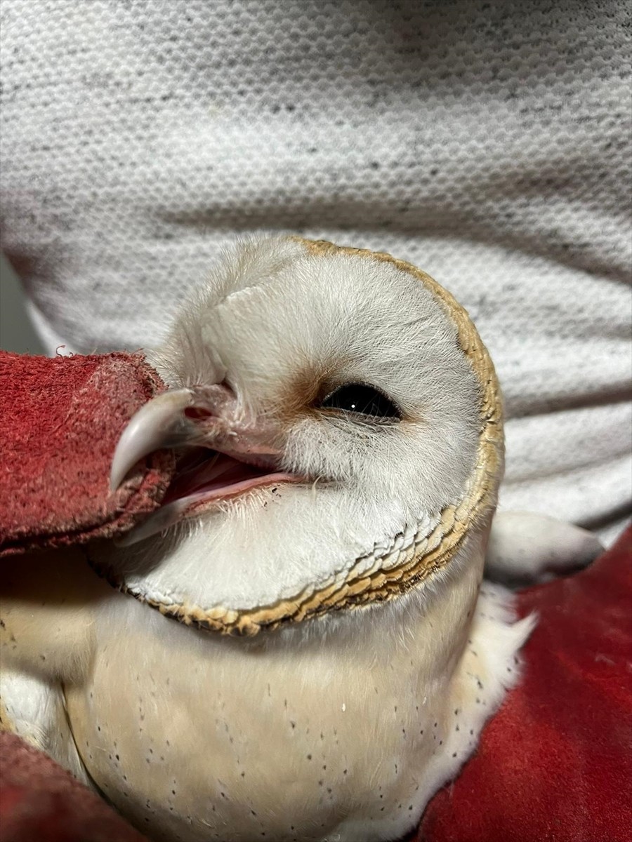 Erzurum'da bitkin halde bulunan peçeli baykuş, Erzurum Doğa Koruma ve Milli Parklar (DKMP)...