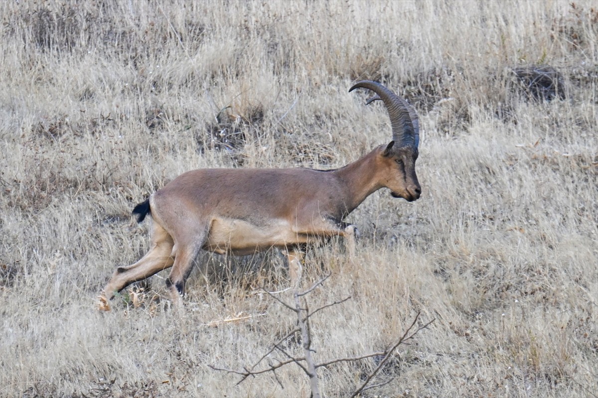 Hakkari'de koruma altındaki dağ keçileri, kentin girişine yakın noktada görüntülendi.  Hakkari'nin...