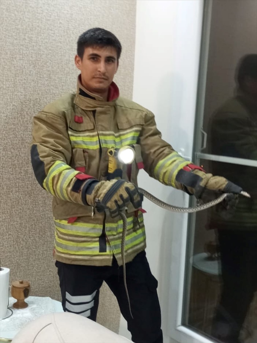 Hatay'da 2 eve giren yılanlar, itfaiye ekibince yakalanarak doğaya bırakıldı.