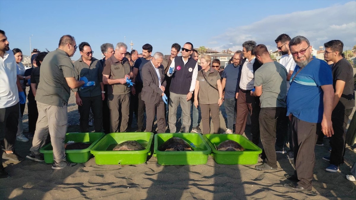 Hatay'ın Samandağ ilçesinde tedavileri tamamlanan 4 caretta caretta yeniden mavi sularla...