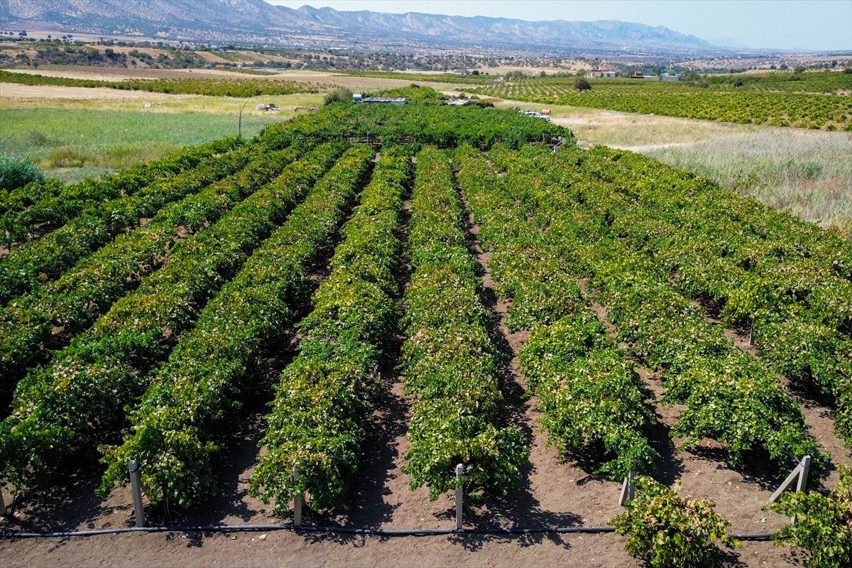 Irak’ın kuzeyinde yer alan Duhok şehri bölgenin üzüm, kuru üzüm, üzüm şerbeti ve pekmez merkezi...