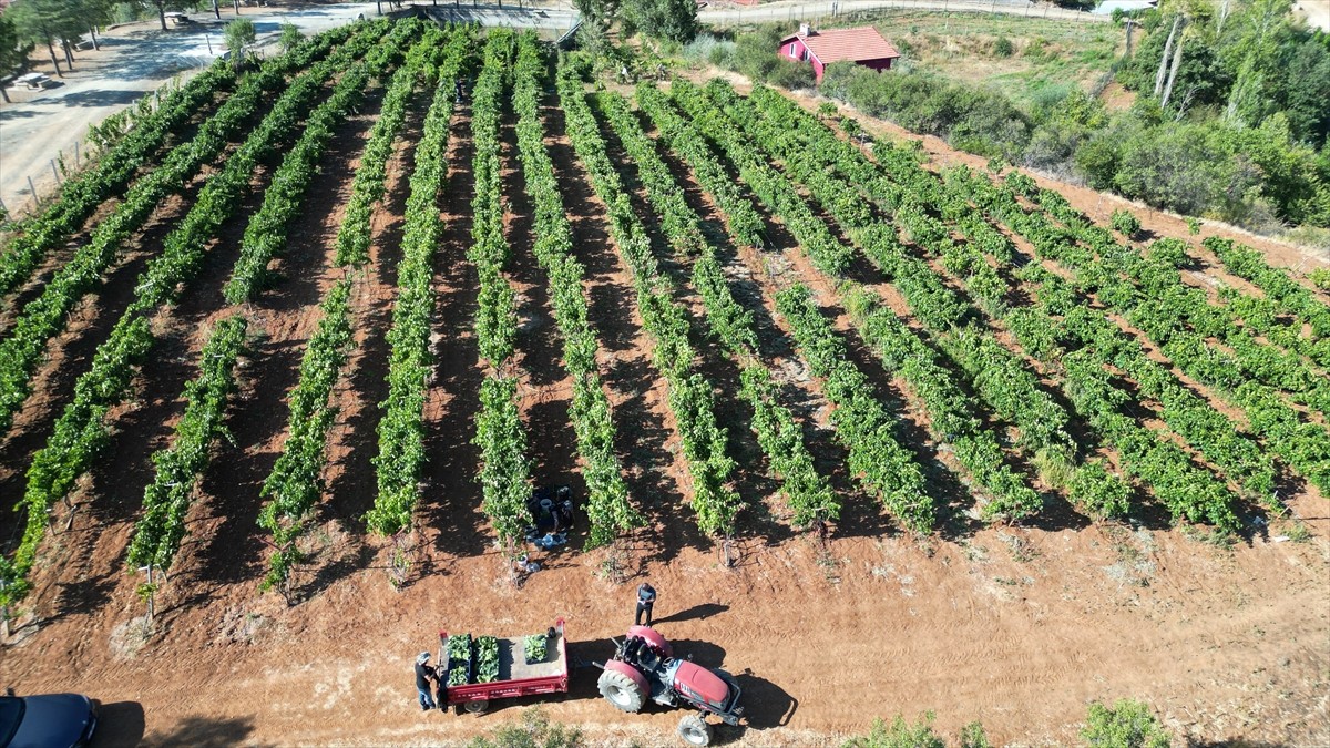 Isparta'nın Yalvaç ilçesinin Kuyucak köyünde, devletin verdiği hibe destekle kurulan üzüm...