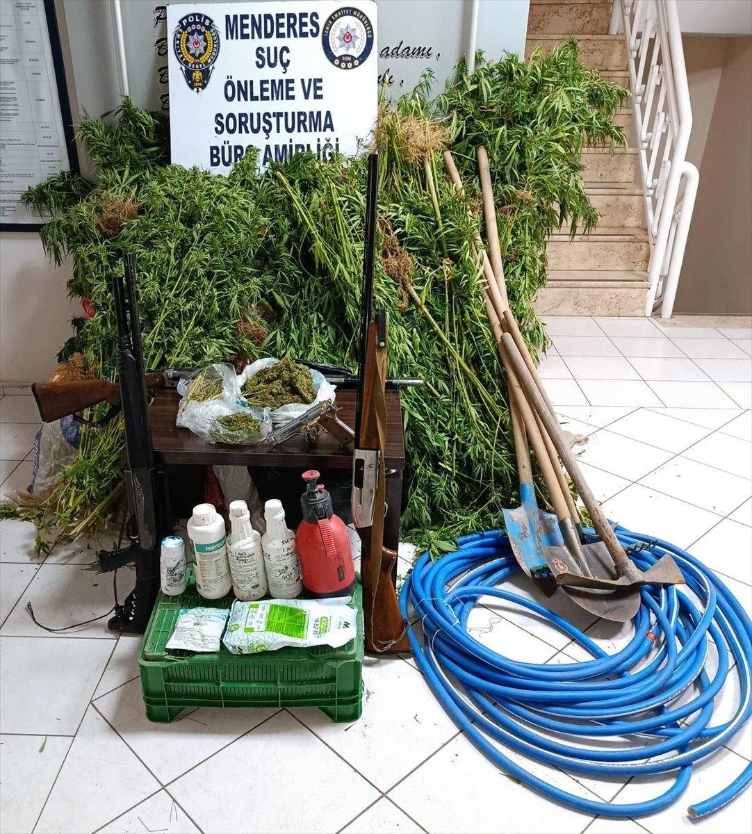 İzmir'in Menderes ilçesinde ormanlık alanda Hint keneviri yetiştiren şüpheli gözaltına alındı....
