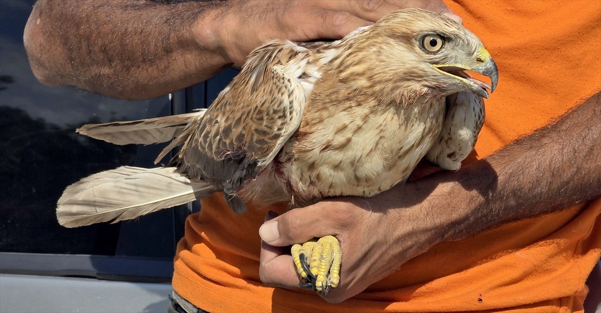 Karabük'te yaralı halde bulunan kızıl şahin, tedavisinin ardından doğal yaşam alanına...