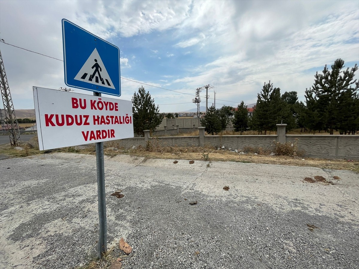 Kars'ın Digor ilçesinde tilkiyle boğuştuktan sonra telef olan köpekte kuduz virüsüne rastlanması...