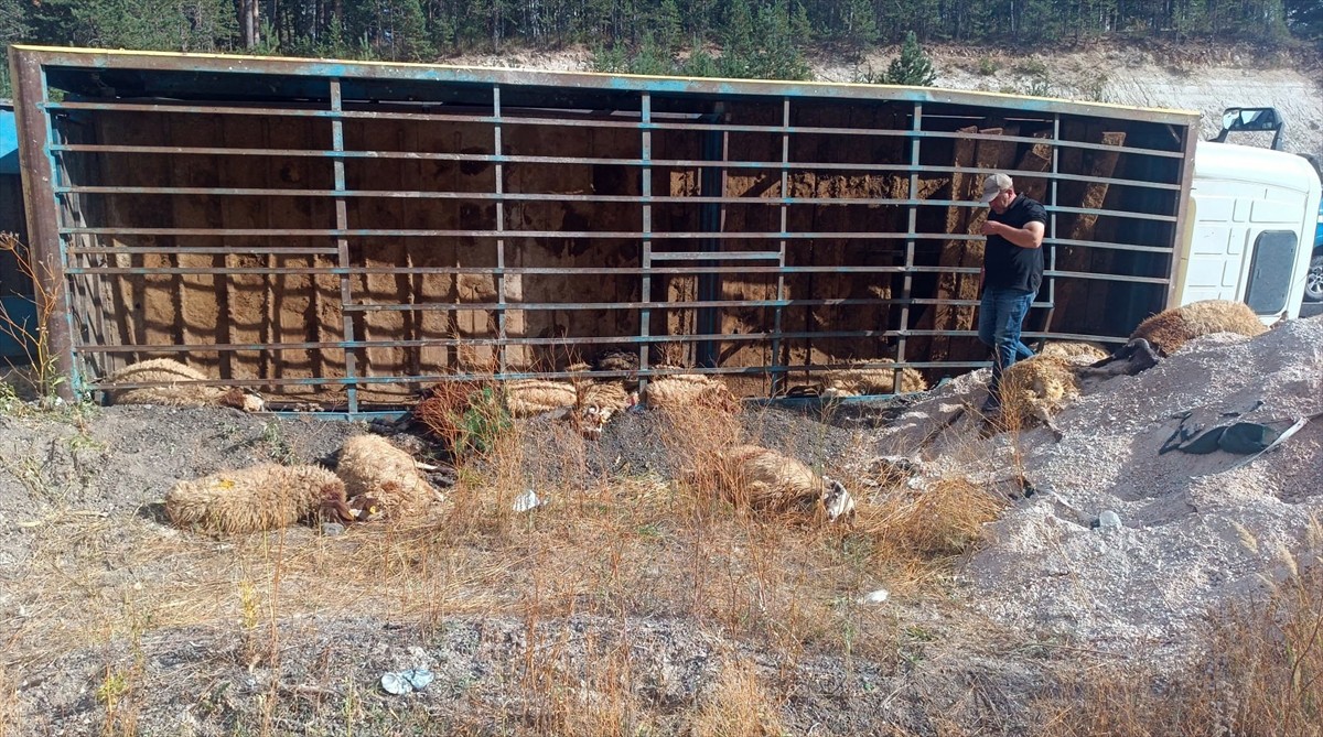 Kars'ın Sarıkamış ilçesinde kamyonun devrilmesi sonucu 55 küçükbaş hayvan telef oldu.