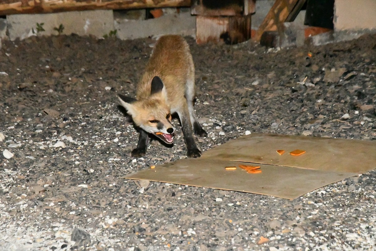 Kars'ta her akşam mahalleye inen 4 kızıl tilki yavrusu, mahalle sakinlerince besleniyor.