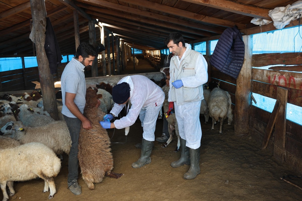 Kars'ta koyun ve keçilerin hastalıklardan korunması amacıyla başlatılan aşılama çalışmaları devam...