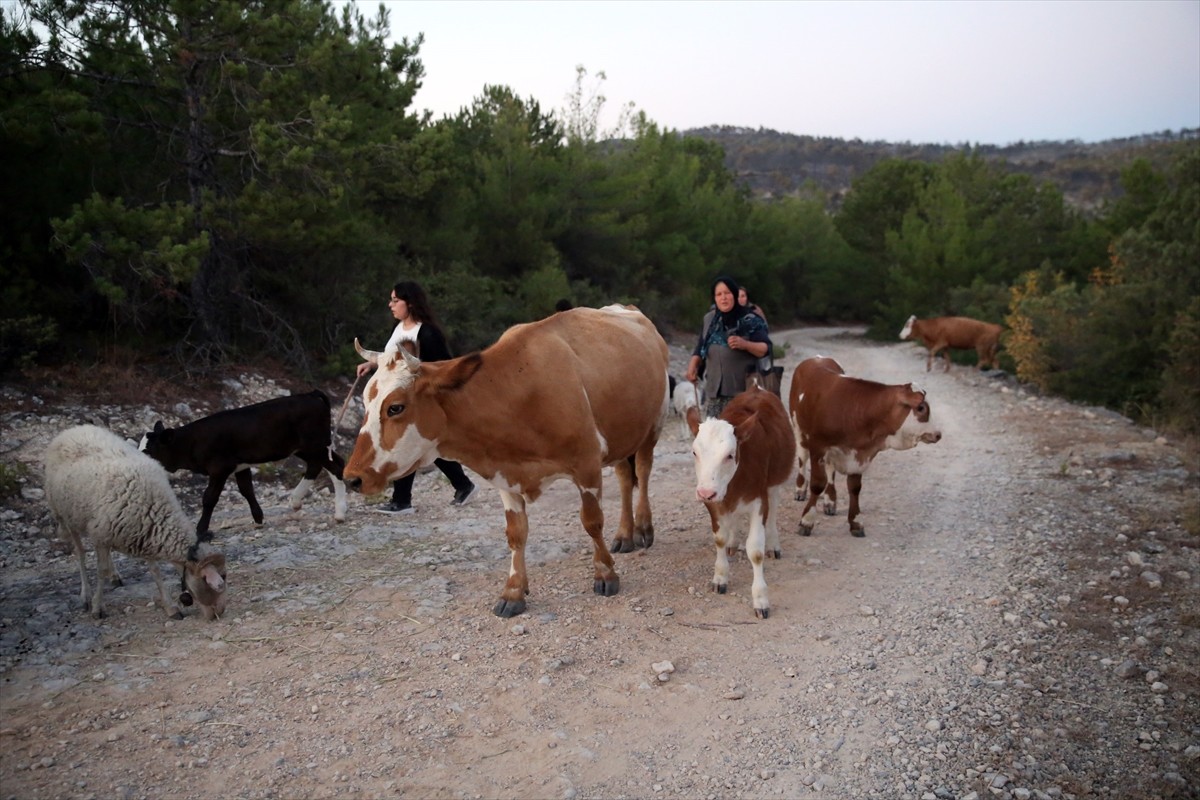 Kastamonu-Karabük sınırındaki iki orman yangını kontrol altına alındı. Tahliye edilen vatandaşlar...