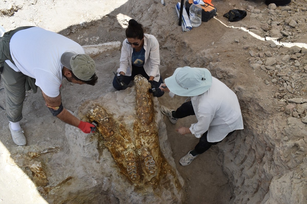 Kayseri'deki fosil kazılarında 7,7 milyon yıllık 3 fil kafatası bulundu. Yamula Barajı civarında...