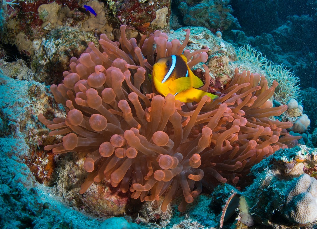 Mısır’ın Şarm El Şeyh bölgesinde yer alan Ras Muhammed Milli Parkı, Kızıldeniz’in en önemli dalış...