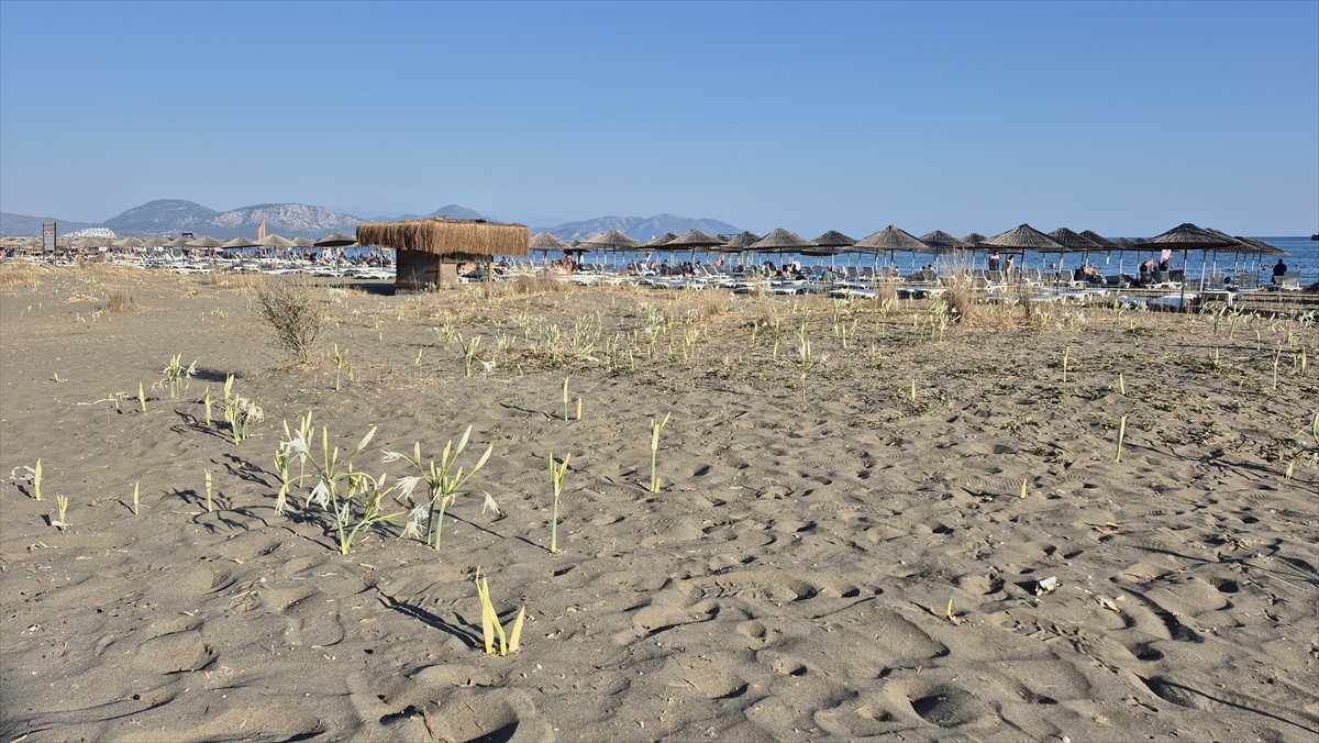 Muğla’nın Ortaca ilçesinde, koruma altındaki endemik türlerden kum zambaklarının çiçek açmasıyla...