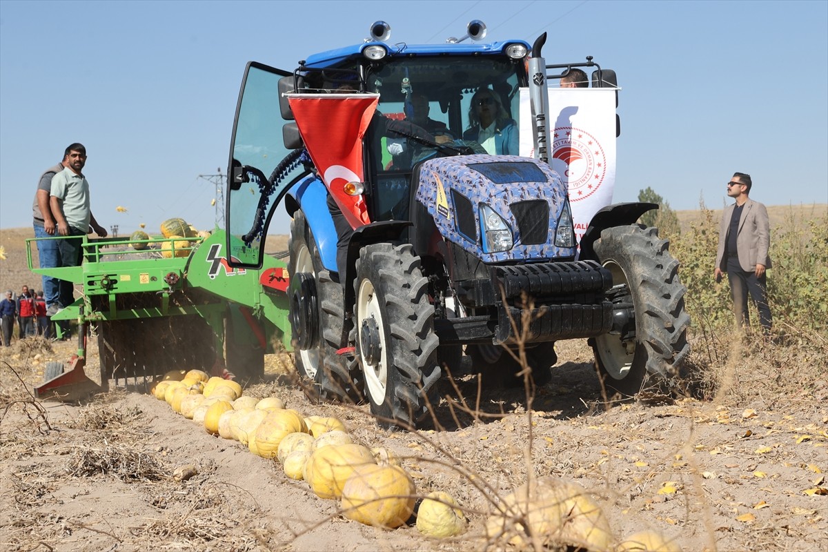 Nevşehir'de coğrafi işaret tescilli çerezlik kabak çekirdeği hasadına başlandı. Acıgöl ilçesine...