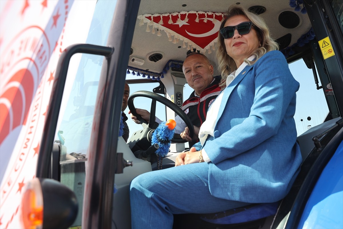 Nevşehir'de coğrafi işaret tescilli çerezlik kabak çekirdeği hasadına başlandı. Acıgöl ilçesine...