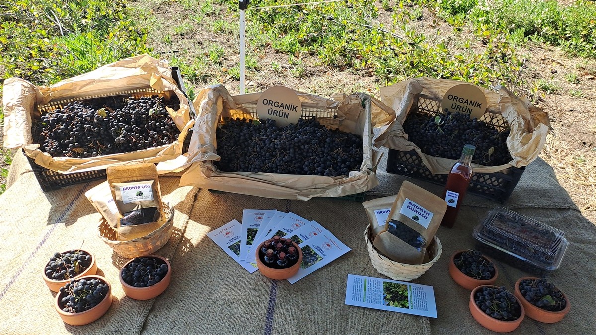 Sakarya'nın ilçelerinde yetiştirilen, sağlığa olumlu etkileri dolayısıyla "süper meyve" olarak...