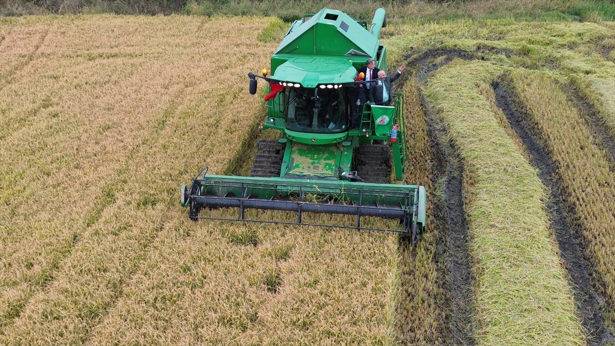 Samsun'un Bafra ilçesinde 11. Çeltik Hasat Günü etkinliği gerçekleştirildi. Bafra Kaymakamı...