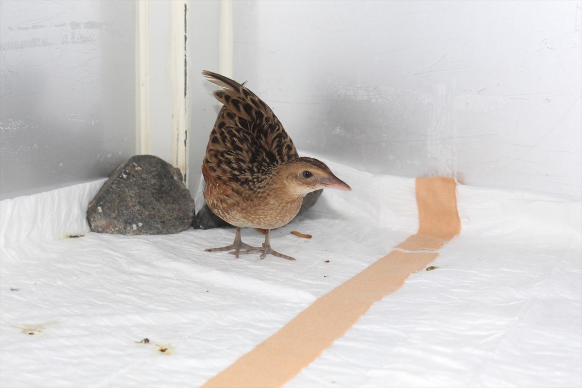 Samsun'un Bafra ilçesindeki Kızılırmak Deltası Kuş Cenneti'nde bulunan yaralı bir "Bıldırcın...