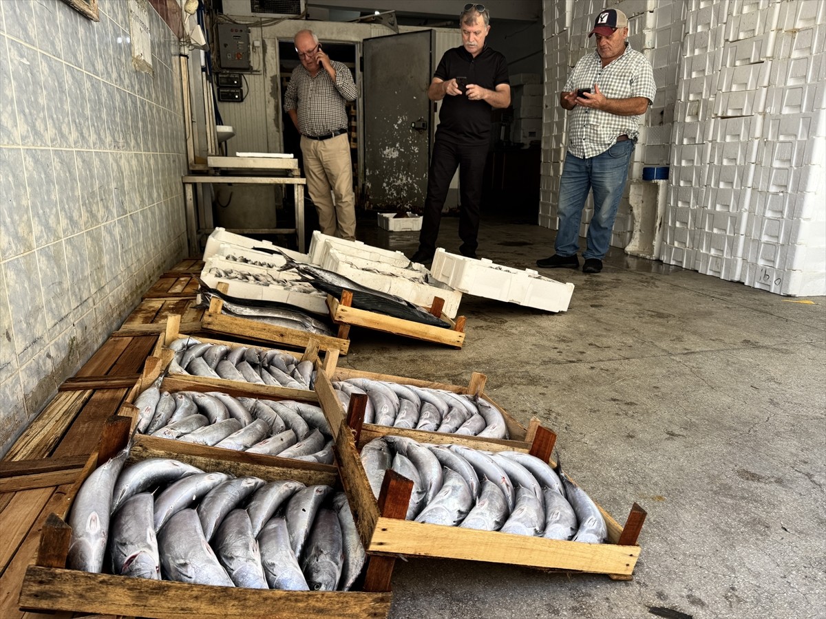 Sinop'ta denize açılan balıkçıklar, 9 bin civarında palamut avlayarak limana döndü. Balıkçılar...