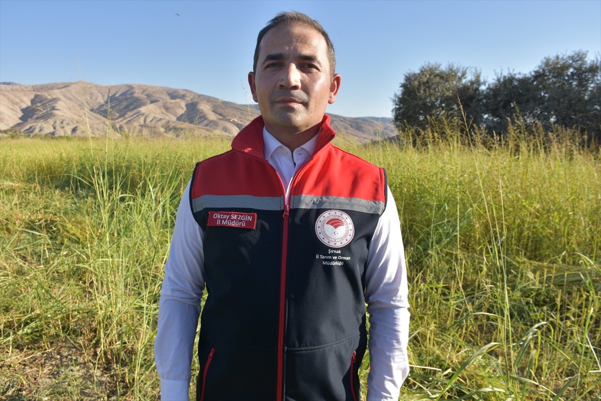 Şırnak'ta, Dergul tahininin coğrafi işaret olarak tescil edilmesinin ardından tahinin ham maddesi...