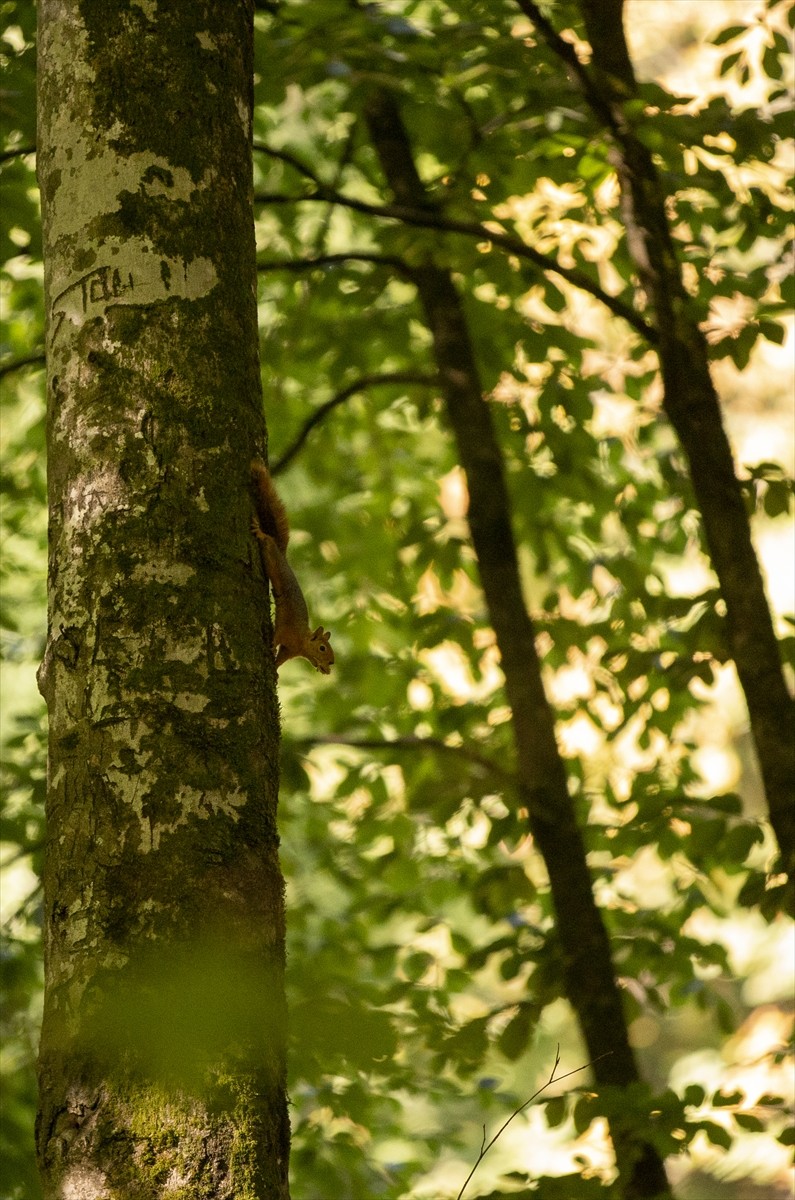 Sonbahar renklerine bürünen Bolu'daki Yedigöller Milli Parkı, ziyaretçilerine doğayla iç içe...
