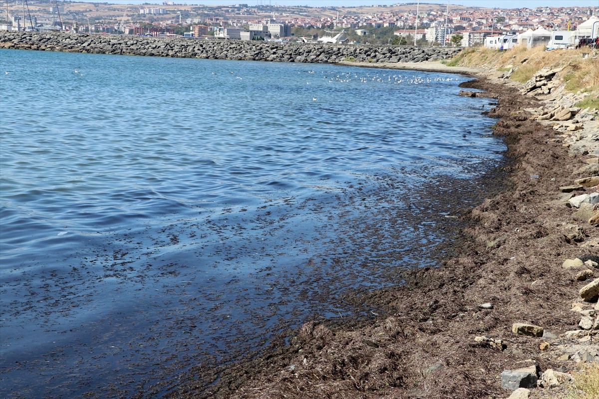 Tekirdağ'da kuvvetli rüzgar nedeniyle sahilin bir kısmında kırmızı yosun birikti.