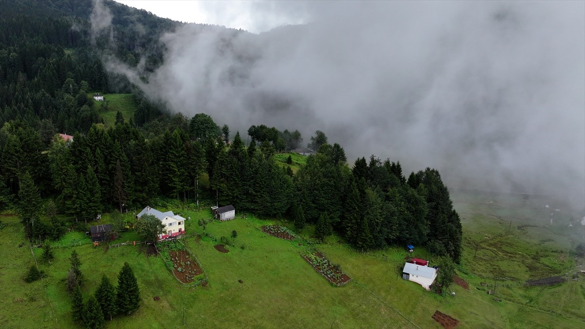 Trabzon'un yüksek kesimlerinde yağmur sonrasında sis oluştu. Tonya ilçesine yaklaşık 9 kilometre...