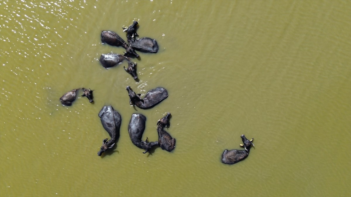 Türkiye'nin önemli sulak alanlarından olan, UNESCO Dünya Mirası Geçici Listesi'nde yer alan...