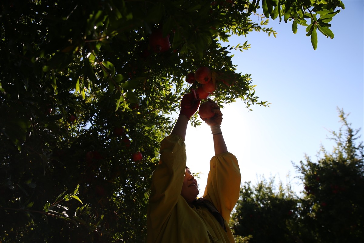 Adıyaman'da 19 bin 250 dekar alanda yetiştirilen narın hasadına başlandı.