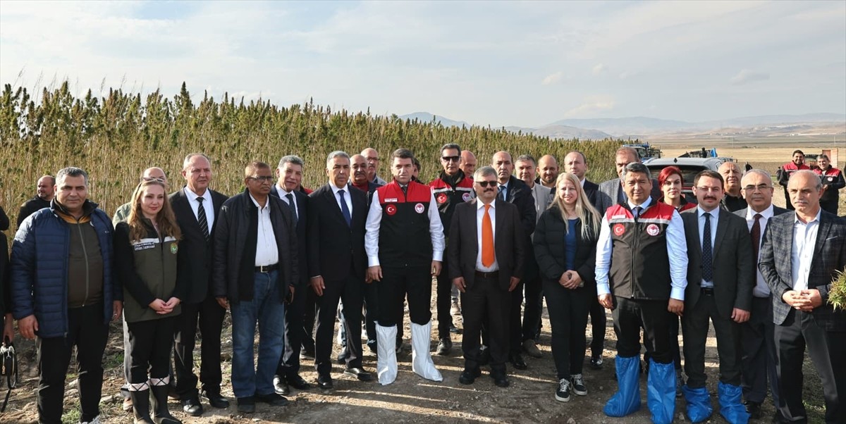 Amasya'da "Kenevir Yeniden Doğuyor Projesi" kapsamında yerli ve milli vezir çeşidi kenevirinin...