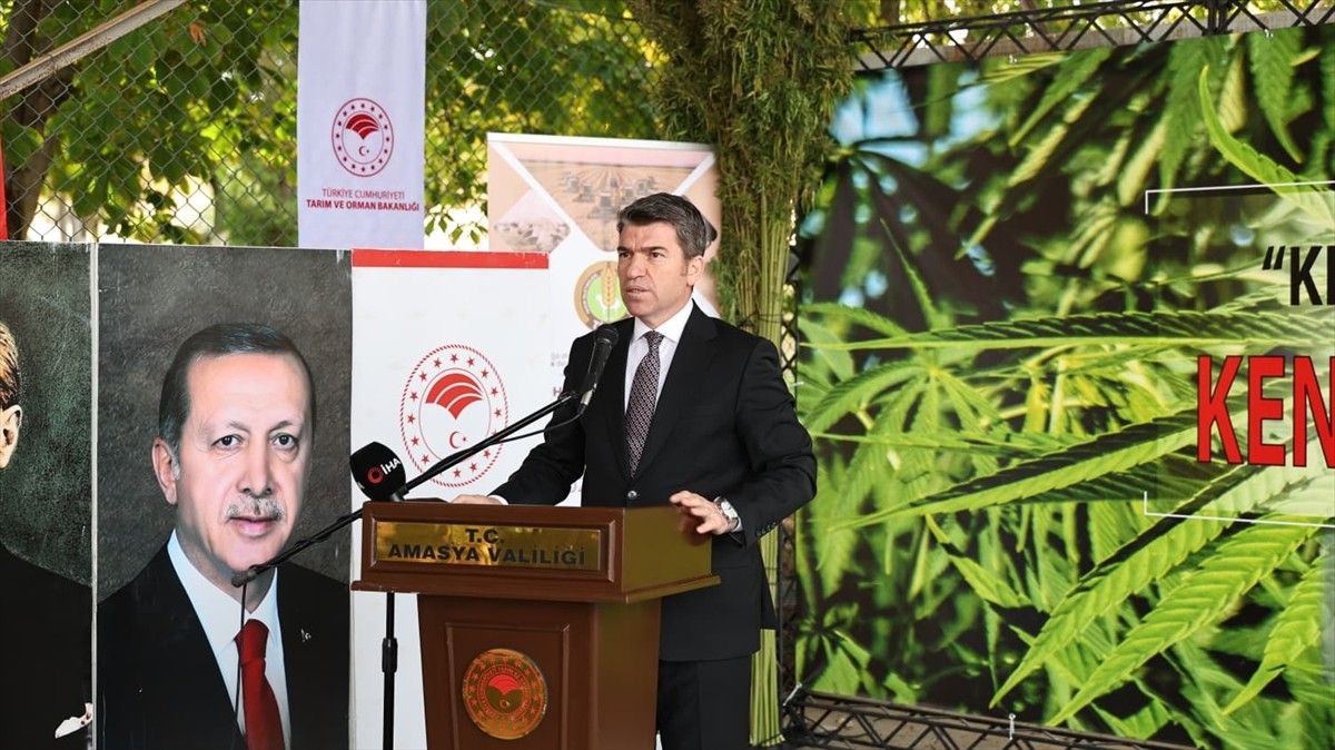 Amasya'da "Kenevir Yeniden Doğuyor Projesi" kapsamında yerli ve milli vezir çeşidi kenevirinin...