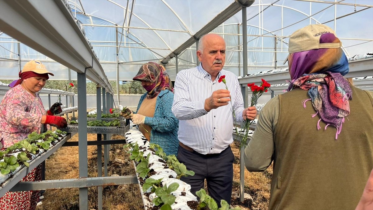 Antalya'nın Manavgat ilçesinde 15 Ekim Dünya Kadın Çiftçiler Günü dolayısıyla serada çalışan...