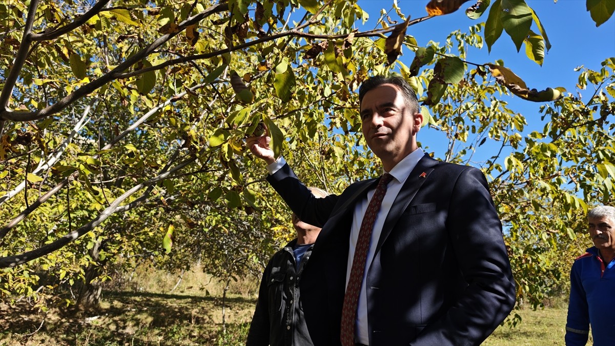 Bitlis Valisi Ahmet Karakaya, protokol üyeleri ile Adilcevaz ilçesinde ceviz üreticisi Mehmet...