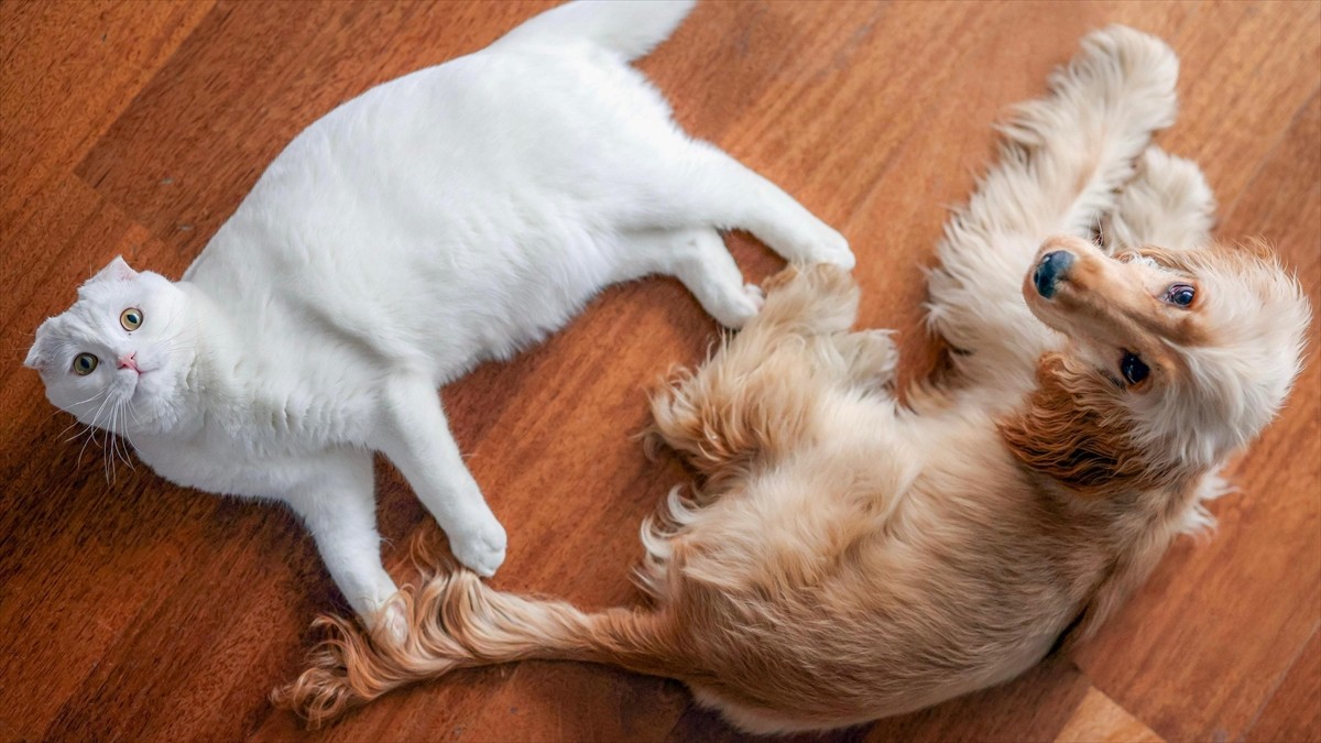 CHP Genel Başkanı Özgür Özel, ABD merkezli X şirketinin sosyal medya platformundaki hesabından...