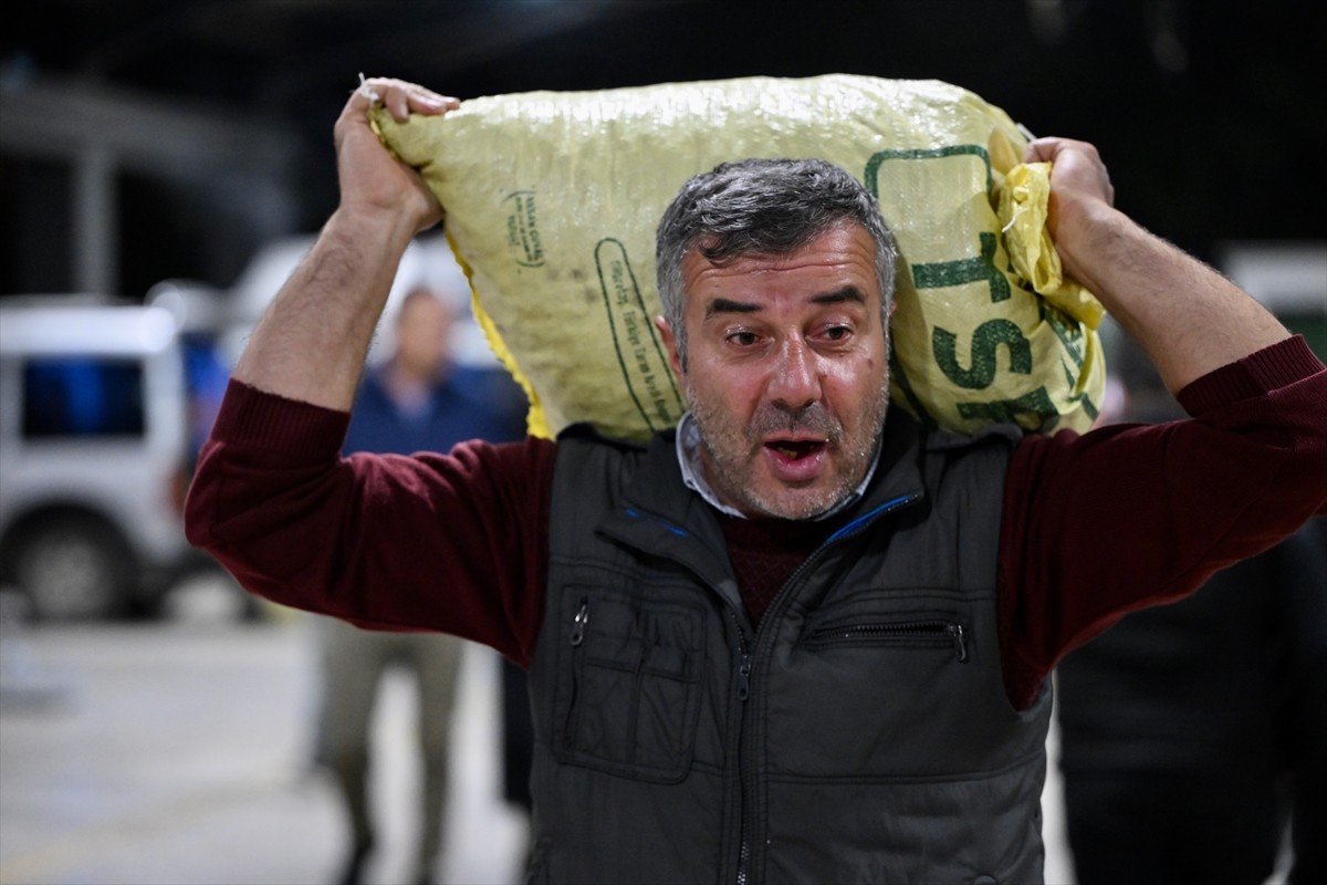 Düzce'de tadı, ince kabuğu ve aromasıyla ünlü coğrafi işaretli "Düzce kuzusu" kestanesi mezatı...