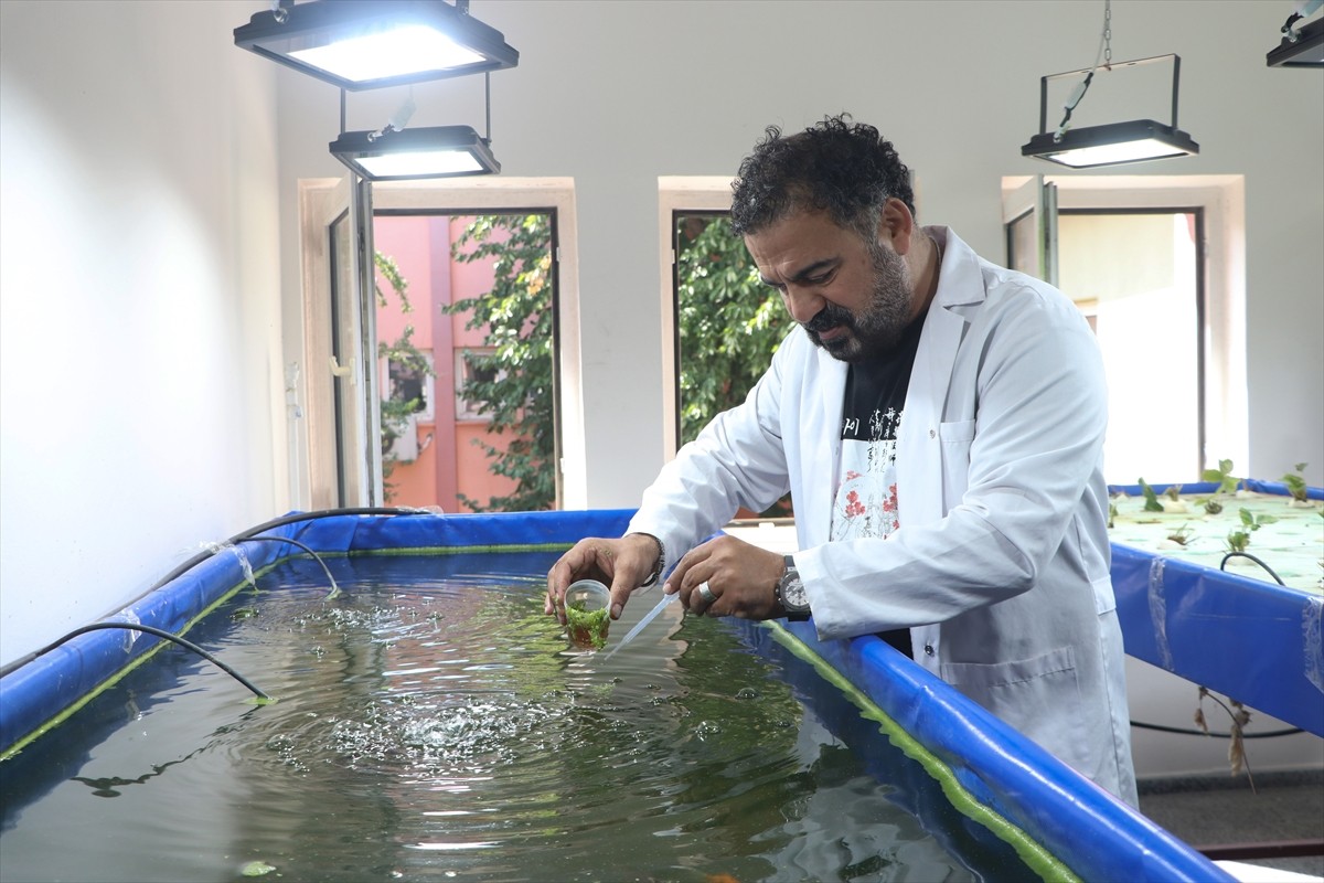Erciyes Üniversitesinde (ERÜ) su mercimeğiyle beslenen Japon balıklarının gübresi topraksız...
