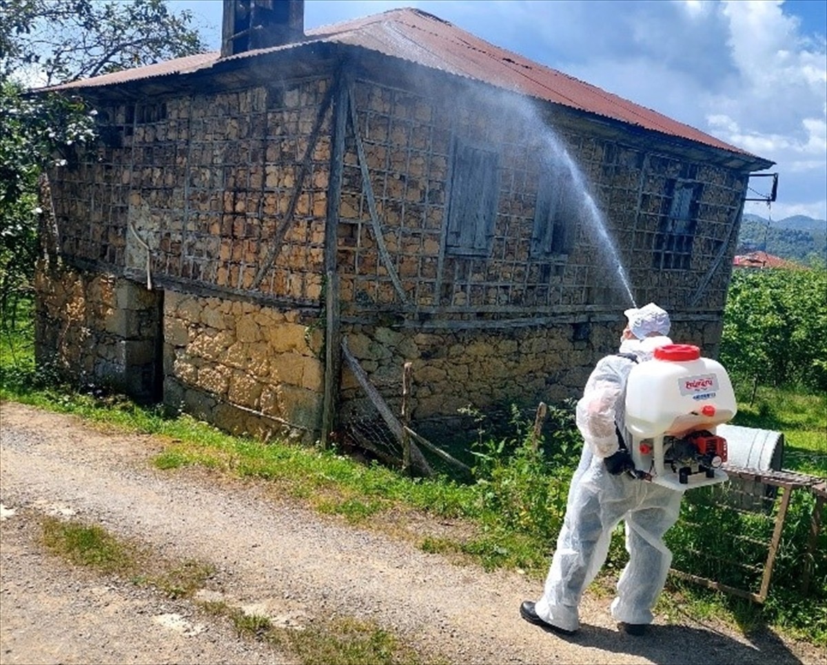 Giresun'da kahverengi kokarcayla mücadele için ilaçlama çalışması yapılarak üreticilere feromon ve...