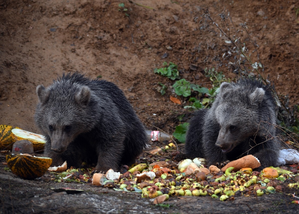 Kastamonu'nun Küre ilçesinde kara yolunun kenarında ormanlık alanda görülen 2 ayı yavrusu, bölge...