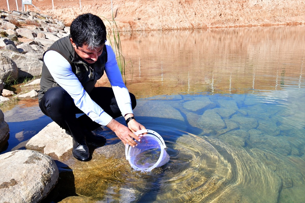 Kırşehir'de Aşıkpaşa Tabiat Parkı içindeki gölete, 3 bin kırmızı benekli alabalık yavrusu salındı....